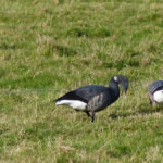 Brent Geese - Old Hall