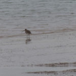 Curlew - Old Hall