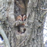 Tawny Owl Hatfield Forest