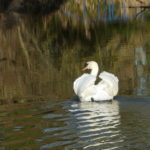 Mute Swan on the River Chelmer